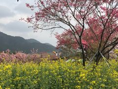 -天适樱花悠乐园