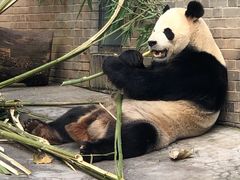 -都江堰中华大熊猫苑