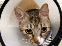 -瑞鹏宠物医院·宠保定点·心脏科·内科(御桥分院)