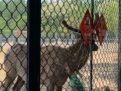 -北京麋鹿生态实验中心
