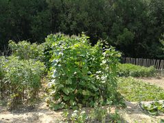 -延安杨家岭革命旧址