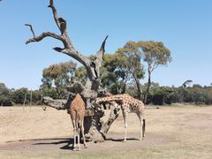 -威勒比开放式动物园