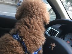 -Oh My Dog宠物沙龙(伊珊娜皮毛护理店)