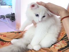 -极木²邸 人与宠物·互动社区