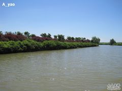 -大湾区中央湿地公园