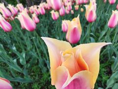 -长春公园(普阳街道)