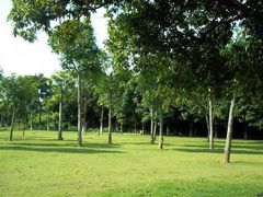 -东莞植物园