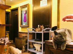 -more than meow吴止猫主题餐厅(承德 中船汇店)