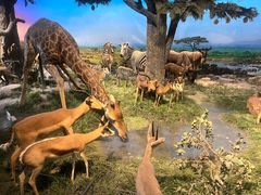 -国家自然博物馆