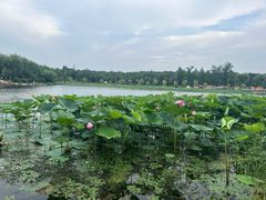 -长春市南湖公园