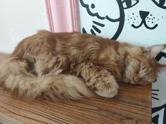 -喵匠猫主题咖啡(凯德和平广场店)
