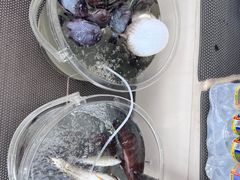 -小猫钓鱼海钓俱乐部(椰梦长廊店)