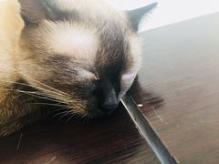-猫力发电所·宠物专门店
