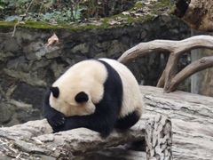 -都江堰中华大熊猫苑