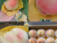 -老袁家蜜桃农场·阳山水蜜桃