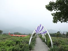 -紫云台香草园