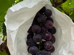 -马陆小张葡萄园农家乐