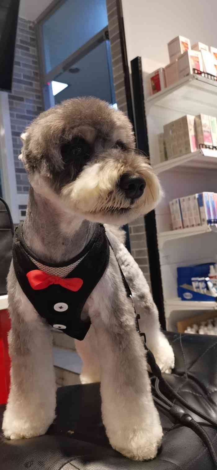 爱派宠物(新业广场店)-"【项目】其他01119715第466366篇.