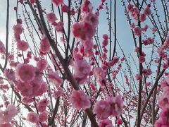 -香雪海