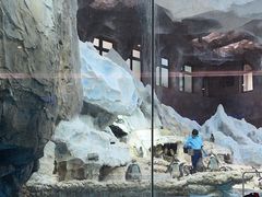 -帝企鹅自助餐厅•儿童岛•真企鹅(长隆企鹅酒店)