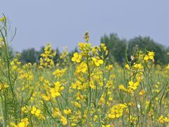 -汉长安城未央宫国家考古遗址公园