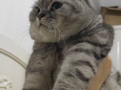 -巫山烤全鱼·重庆鸡公煲(吴中路店)
