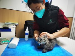 -瑞派·关忠动物医院·猫专科·犬专科(三环新城店)