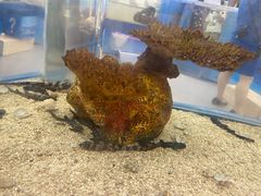 -上海海洋水族馆