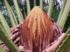 -深圳仙湖植物园