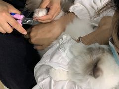 -宠福鑫康馨动物医院·骨科·眼科