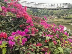 -东莞植物园
