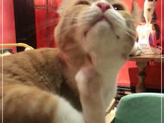 -猫色咖啡·猫咖
