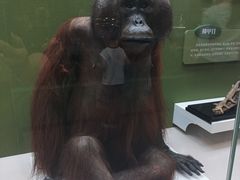 -国家自然博物馆