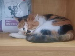 -佑安动物医院·全科·内窥镜中心(幸福巷店)