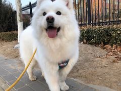 -北京京卫宠物寄养训练中心