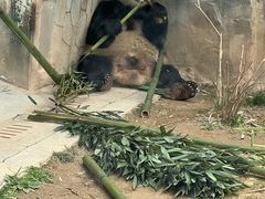 -青藏高原野生动物园