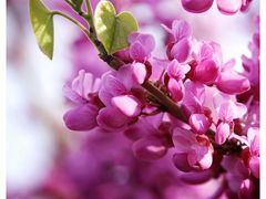 -海棠花溪(元大都城垣遗址公园)