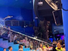 -烟台海昌鲸鲨海洋公园