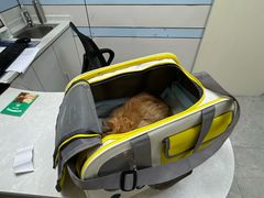 -中农国际动物医院24小时·猫科·骨科·急重症中心