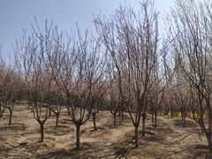 -马家湾湿地公园