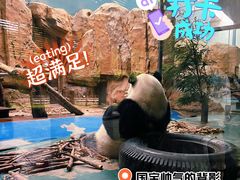 -成都动物园