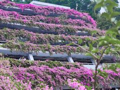 -深圳仙湖植物园