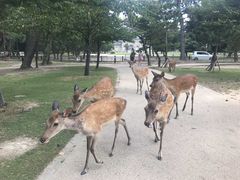 -奈良公园