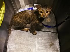 -PETKIT 小佩宠物·低压洗护·美容·寄养(安远店)