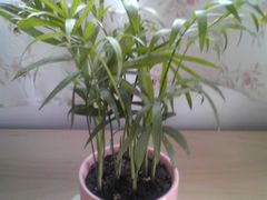 -昆山城市生态森林公园