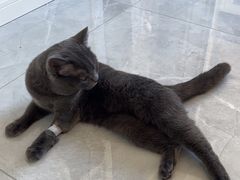 -瑞派福兴宠物医院犬猫全科·骨科·中西医结合(河东店)