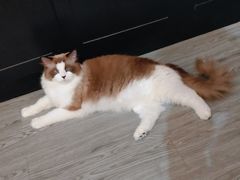-猫十亿·布偶金渐层·曼基康矮脚猫舍(青年路店)