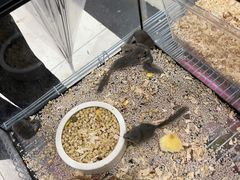 -青石桥花鸟鱼虫市场(叠翠城店)