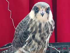 -北京鹿世界主题园