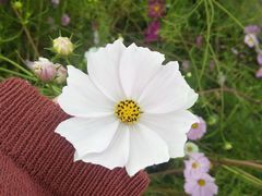 -莲花山花海
